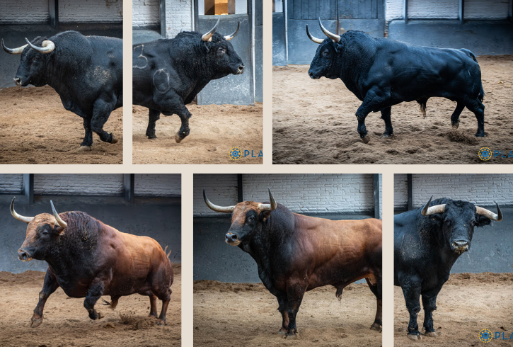 Toros de Puerto de San Lorenzo y Fuente Ymbro para la cuarta cita de la Feria de Otoño