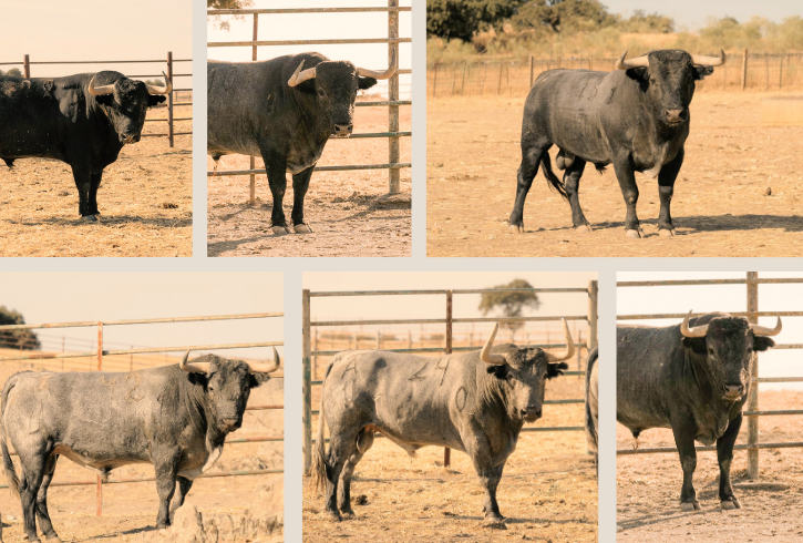 La seria corrida de Victorino para su regreso a Jaén, en fotos
