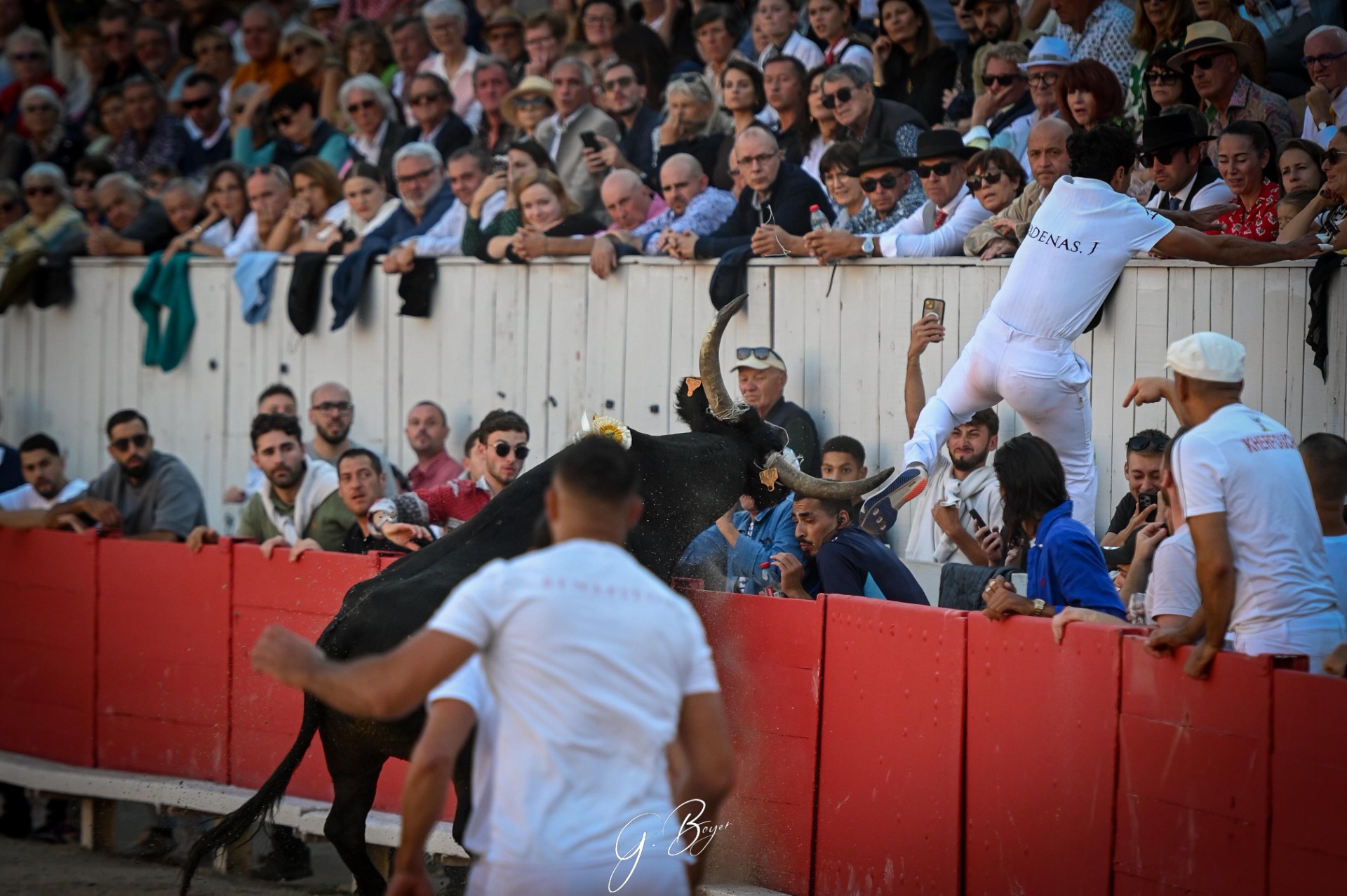 Coliseo de Arles: Entradón en una espectacular final de corrida Camarguesa
