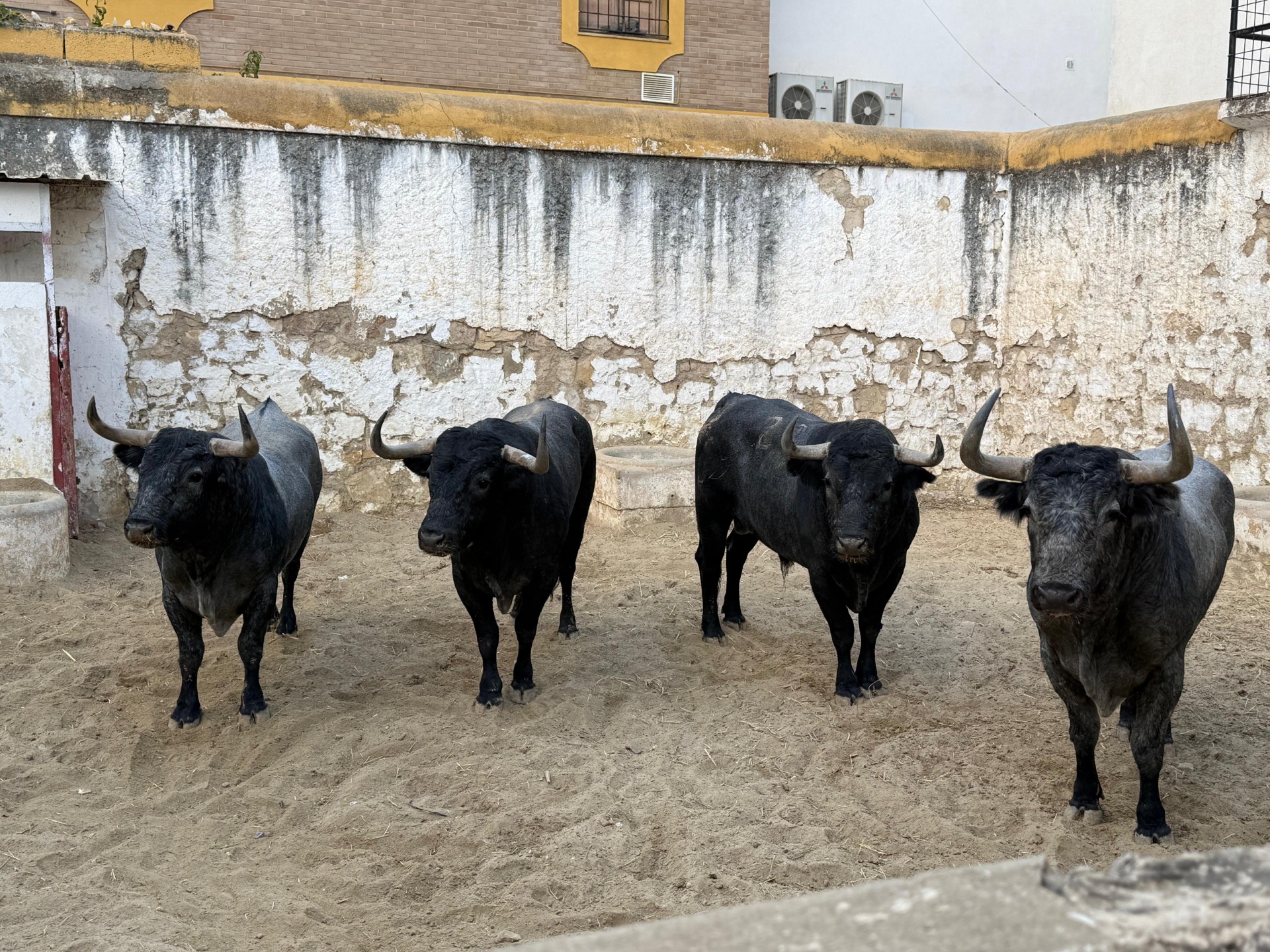 Los toros de Victorino Martín, cierran la Feria de San Lucas de Jaén