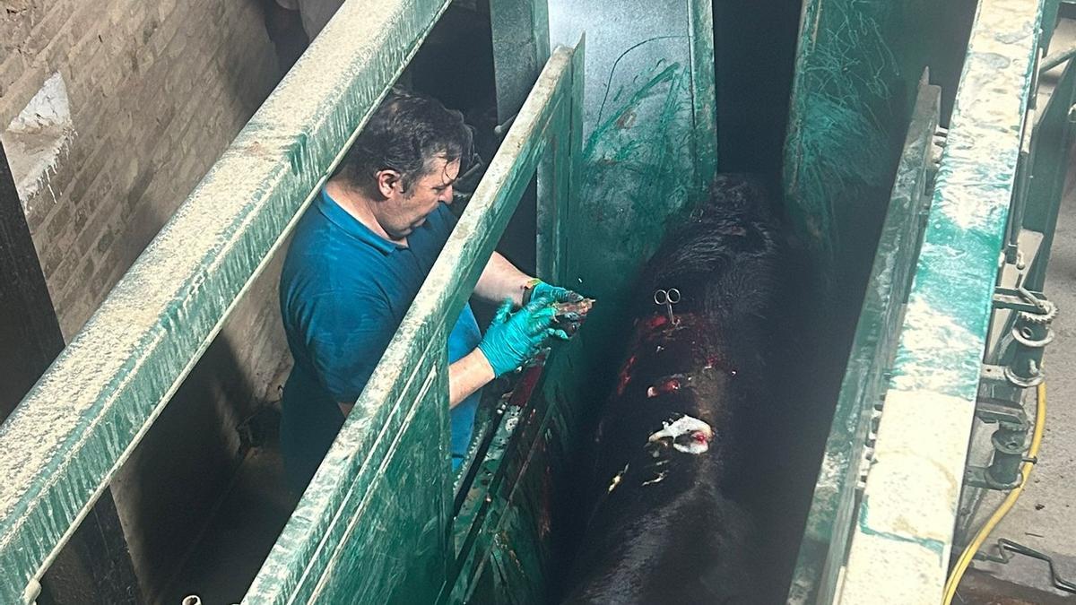 Julio Fernández: “La enfermedad nodular provoca fiebre, inflamaciones y nódulos que dejan al animal inutilizado”