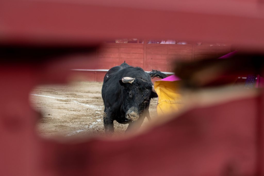 Abierta la licitación para ganaderías del Circuito de Novilladas de Andalucía 2026