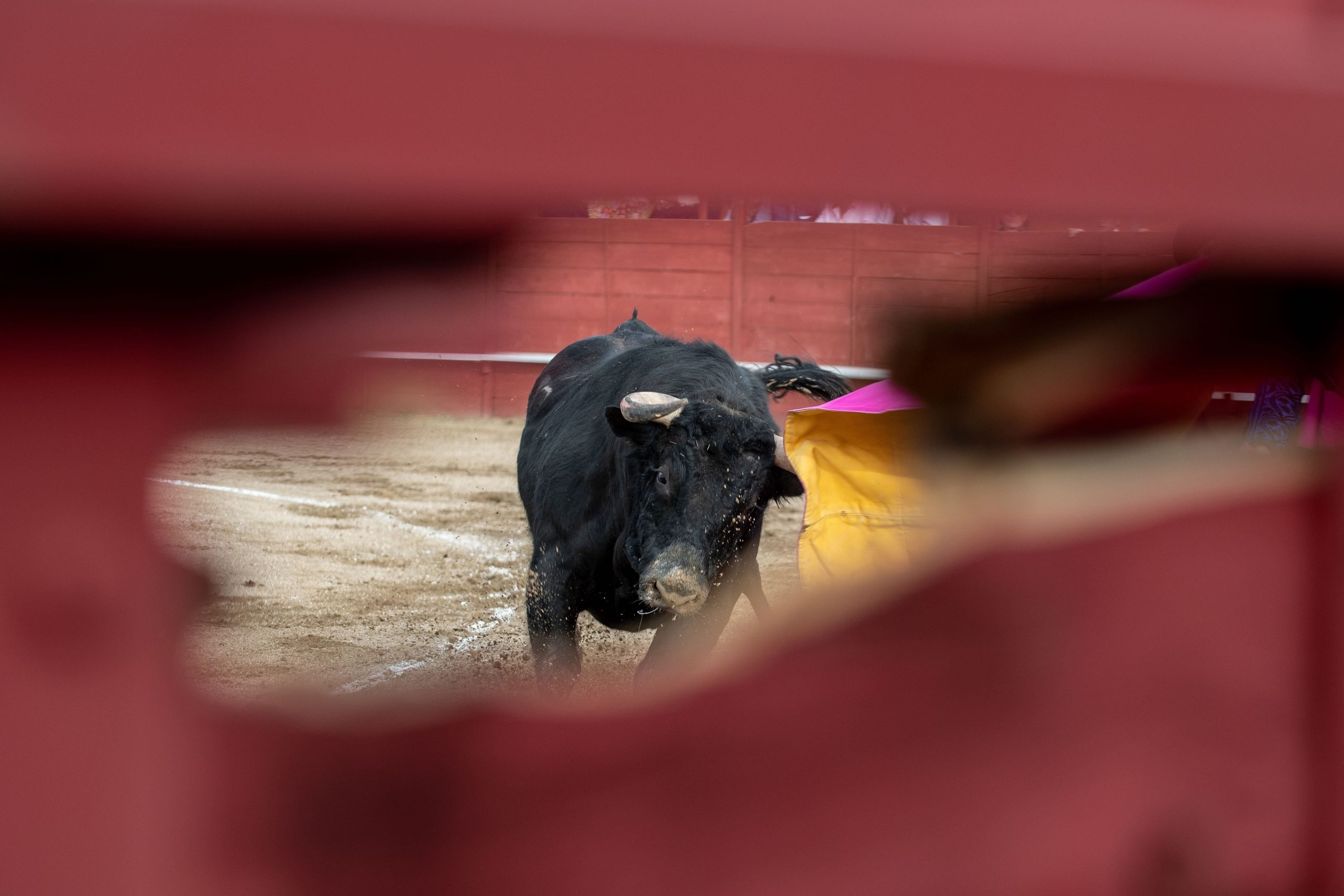Abierta la licitación para ganaderías del Circuito de Novilladas de Andalucía 2026