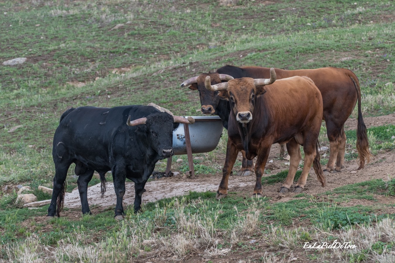 La dermatosis nodular contagiosa, controlada en España y con evolución favorable en Francia