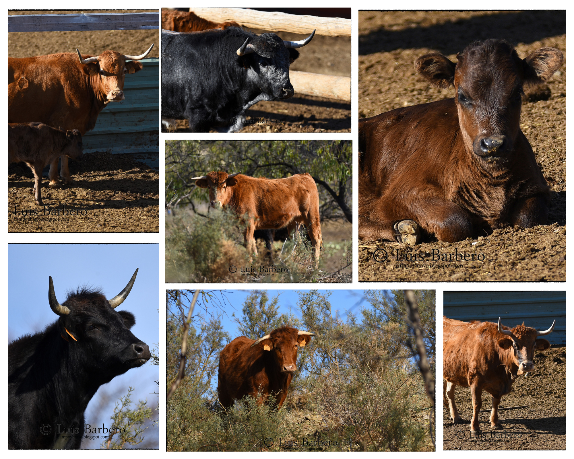 Ganadería Hnos. Huera Gasca: tradición, selección y personalidad propia en tierras zaragozanas