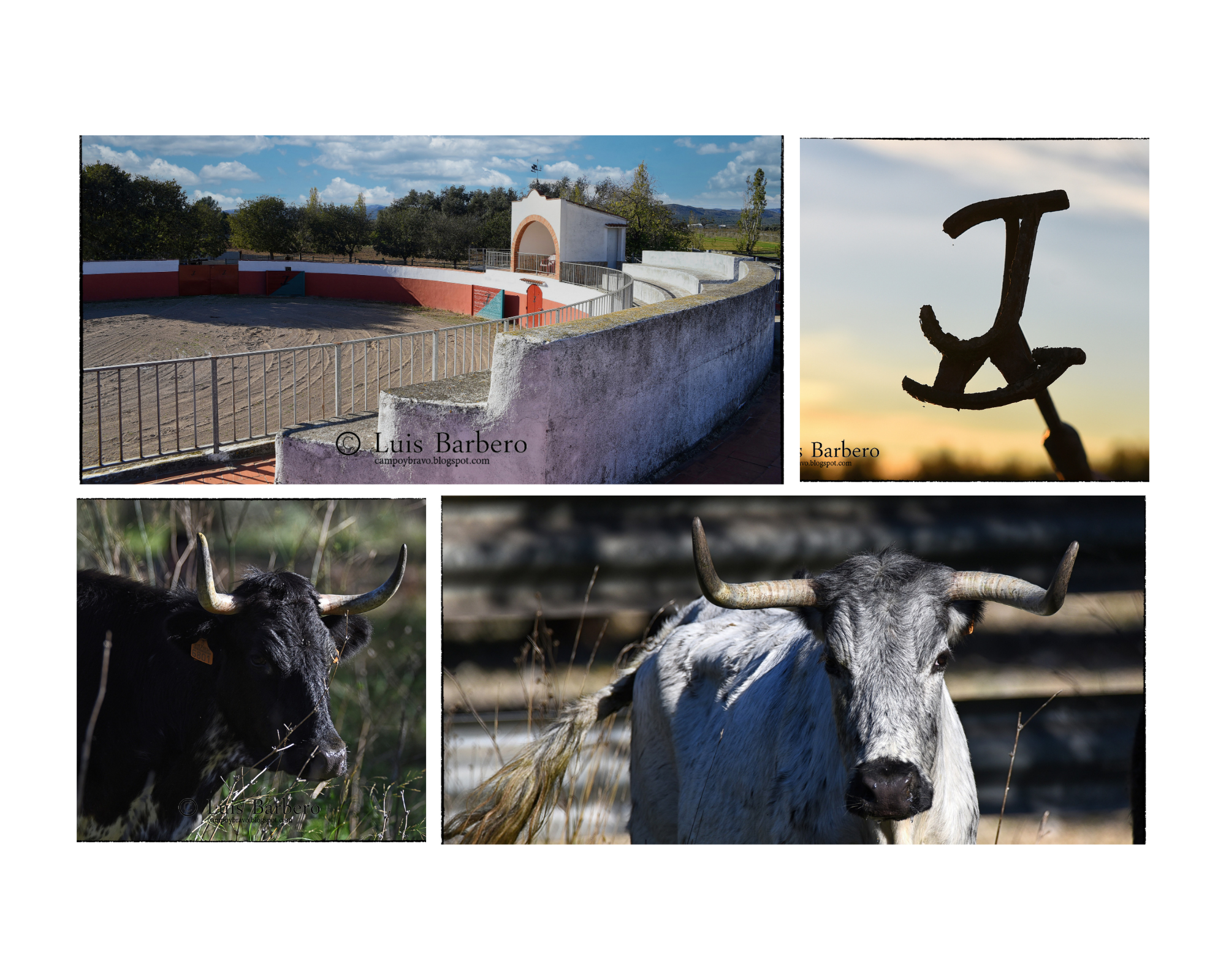 Aída Jovani : Una vacada levantina nacida de la afición y la constancia