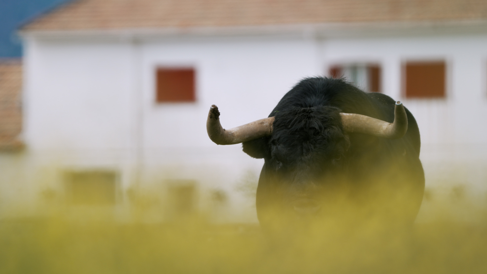 La gala de “Toros de la Comunidad de Madrid” ya tiene fecha: Las Ventas acogerá la entrega de premios del campo bravo madrileño