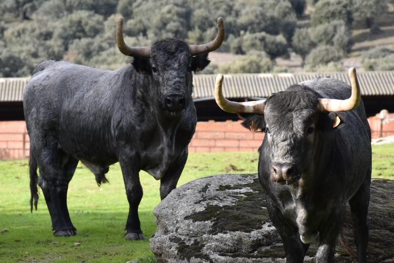 Ceret apuesta por el torismo puro: cinco ganaderías para una feria de máximo rigor en 2026 con la encerrona de Mario Vilau