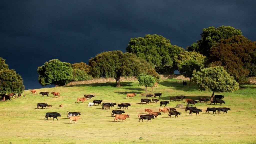 La RUCTL cierra un histórico 120 aniversario marcado por la defensa del toro bravo