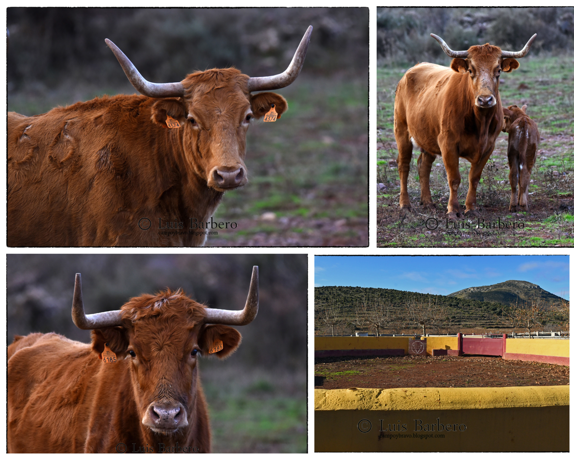 Hermanos Oro Vela: Forjando el Carácter del Toro Bravo