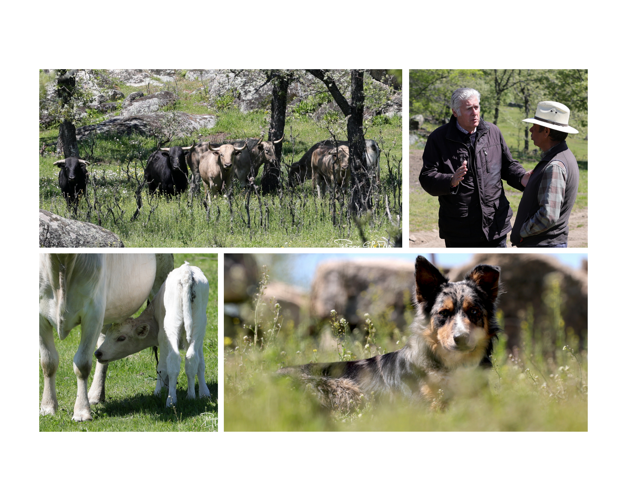 Aurelio Hernando, el guardián del Veragua en el siglo XXI