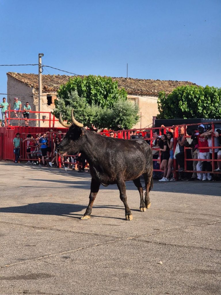 Aragón negocia una vía para mantener los festejos taurinos con control sanitario frente a la Dermatosis Nodular