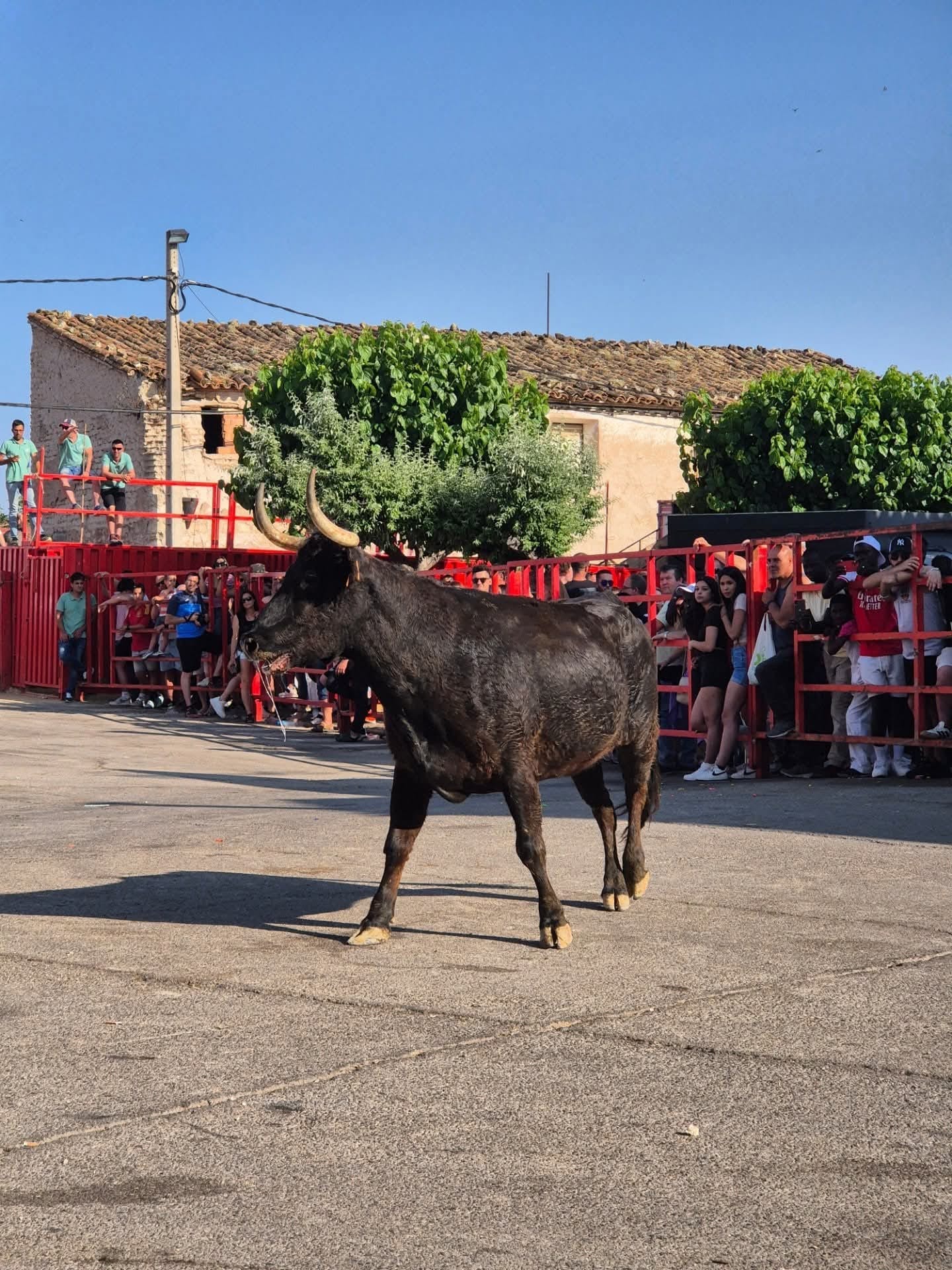 Aragón negocia una vía para mantener los festejos taurinos con control sanitario frente a la Dermatosis Nodular