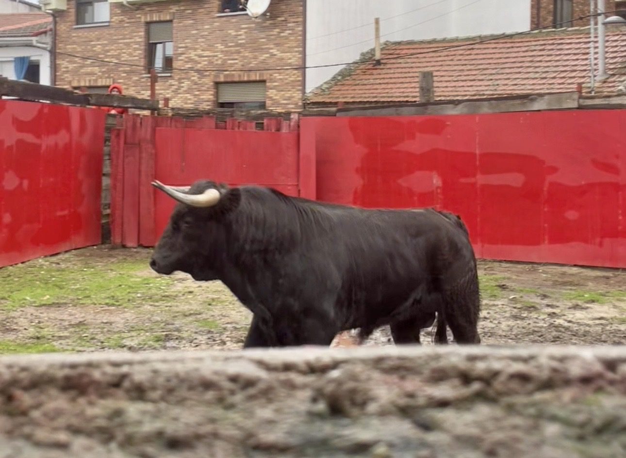 'Compositor', de Jiménez Pasquau, abre la temporada taurina esta tarde en Valdemorillo