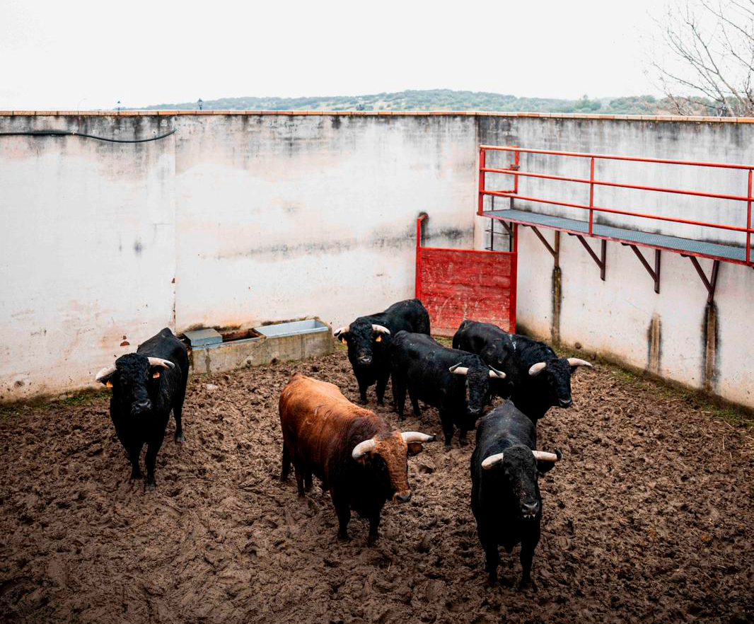 'Valenciano' de El Capea abre el mano a mano Borja Jiménez, Tomás Rufo en Valdemorillo