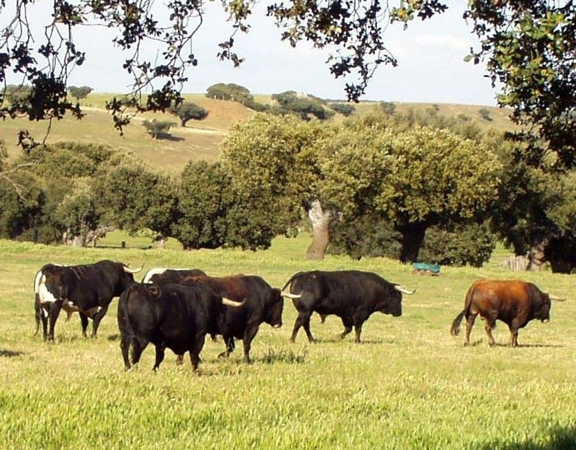 Las Dehesas de toros no se indundan