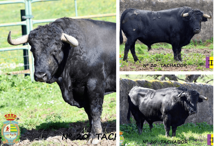 “Tachador”, la carta de presentación de Cuadri para la IV Corrida Benéfica