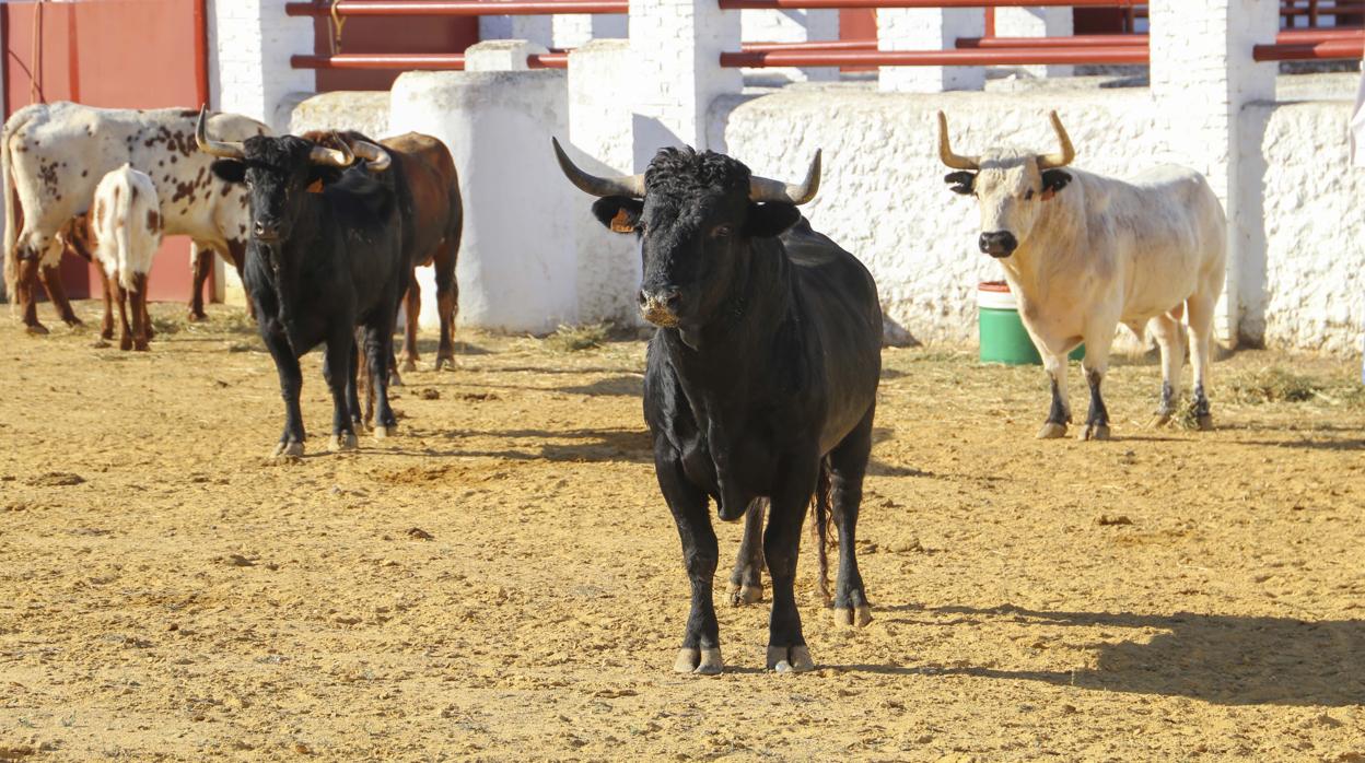 La Real Venta de Antequera recuperará su actividad taurina con una inversión de 80.000 euros