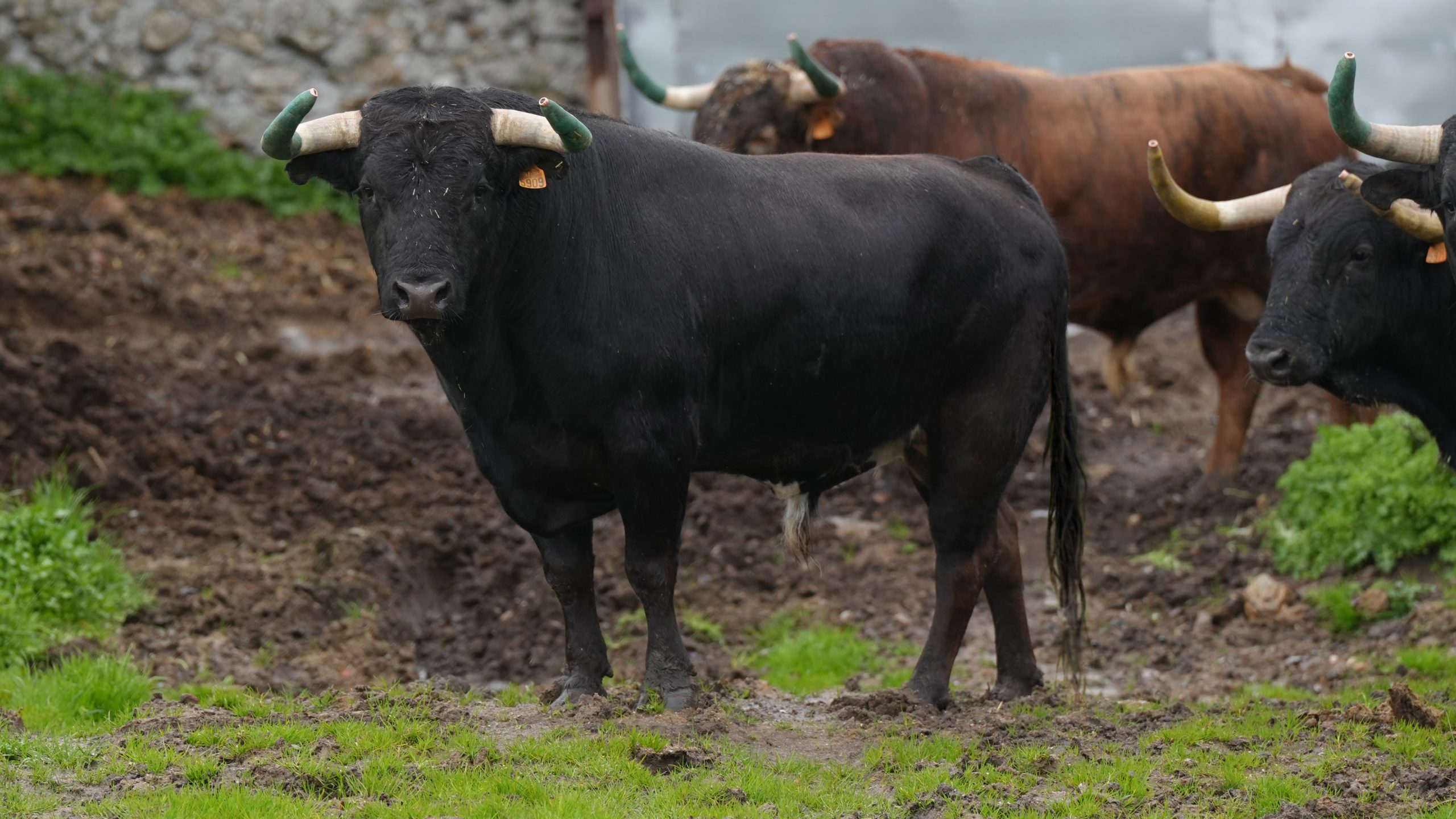 “Ebanista”, el toro de Victoriano del Río para la gesta solidaria de Álvaro Lorenzo