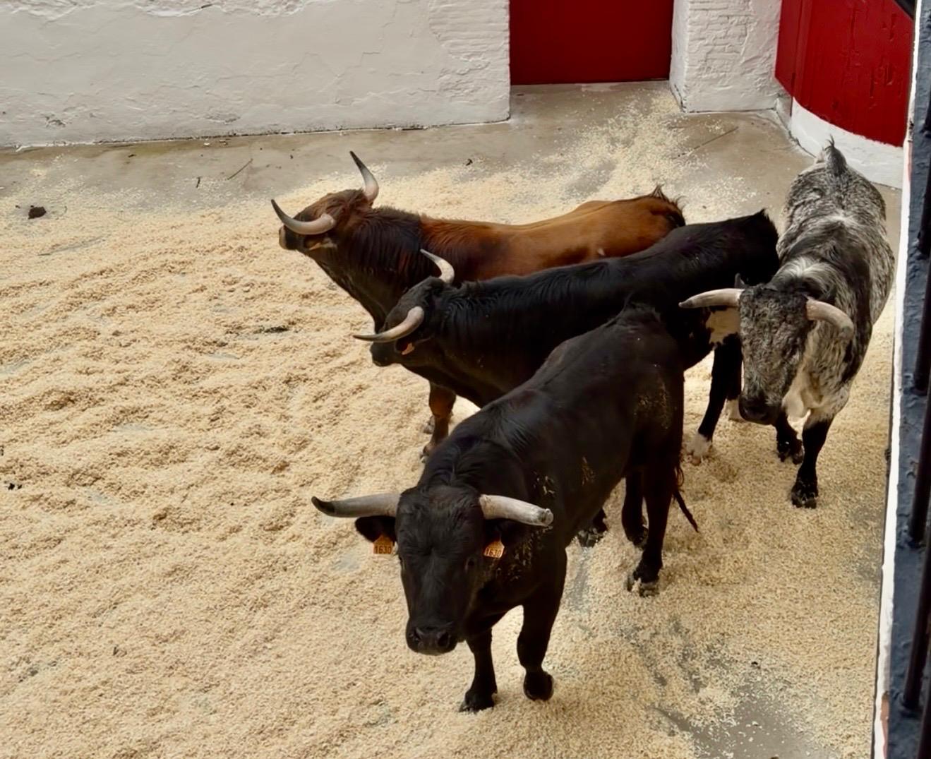 'Gancherllo II" de Aida Jovani abre las fallas en Valencia