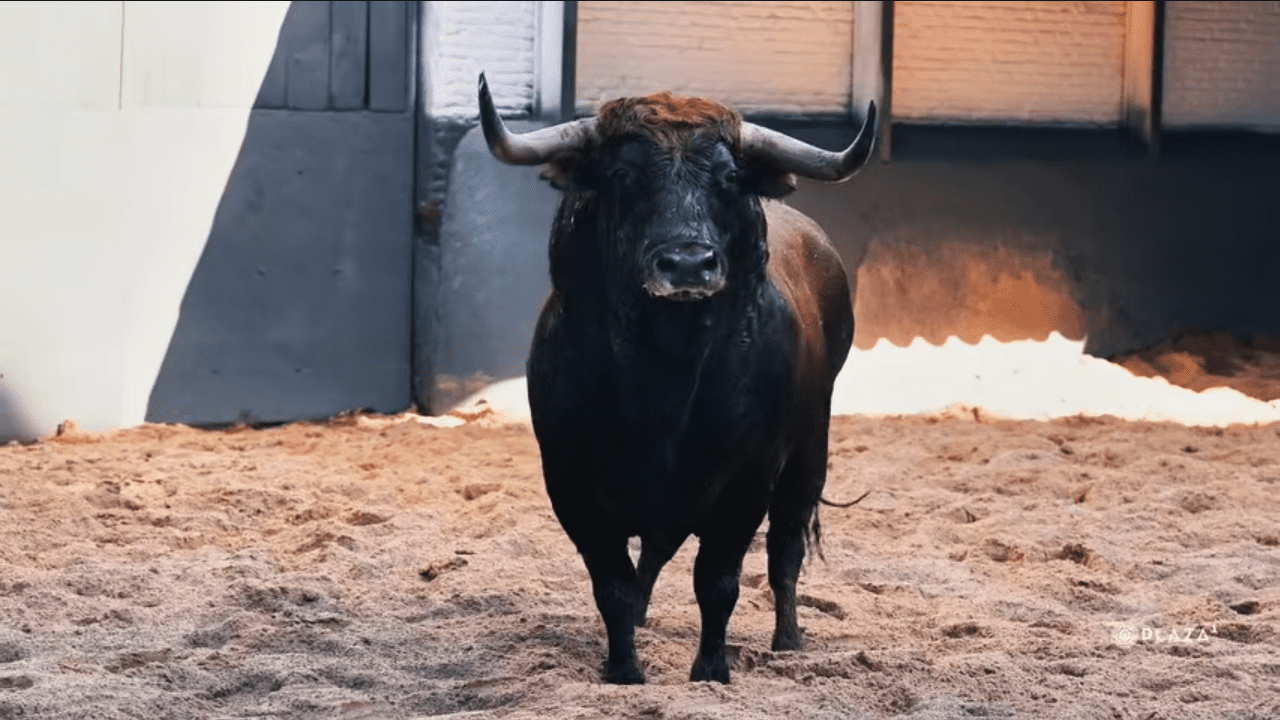Los toros de Cuadri ya descansan en Las Ventas para abrir la temporada 2026