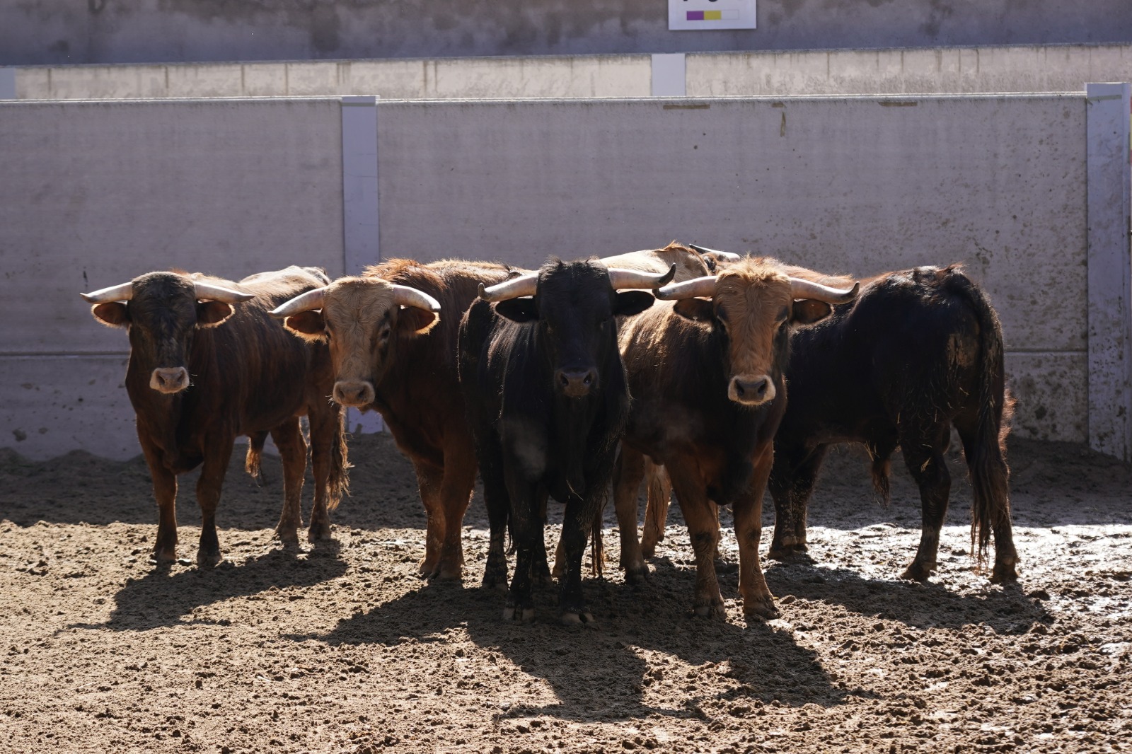 "Vibora" de Los Candiles abre el XII Alfarero de Plata en Villaseca de la Sagra