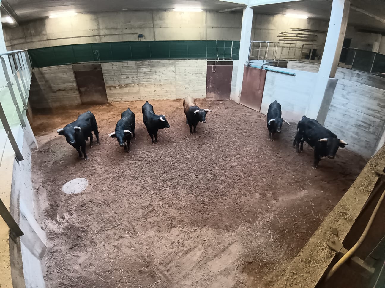 "Hermosillo" de Galbarín abre la final del zapato de plata en Arnedo