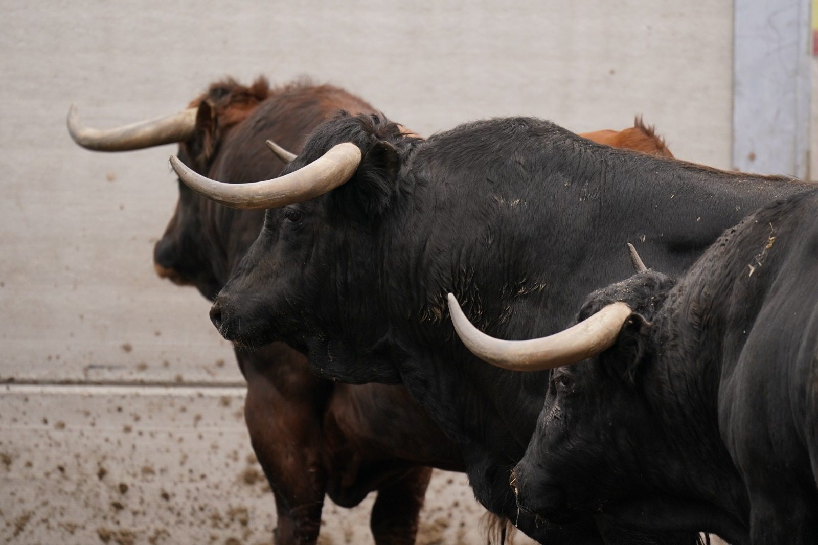 "Eslovaco" abre la corrida de Cuadri esta tarde en Villaseca