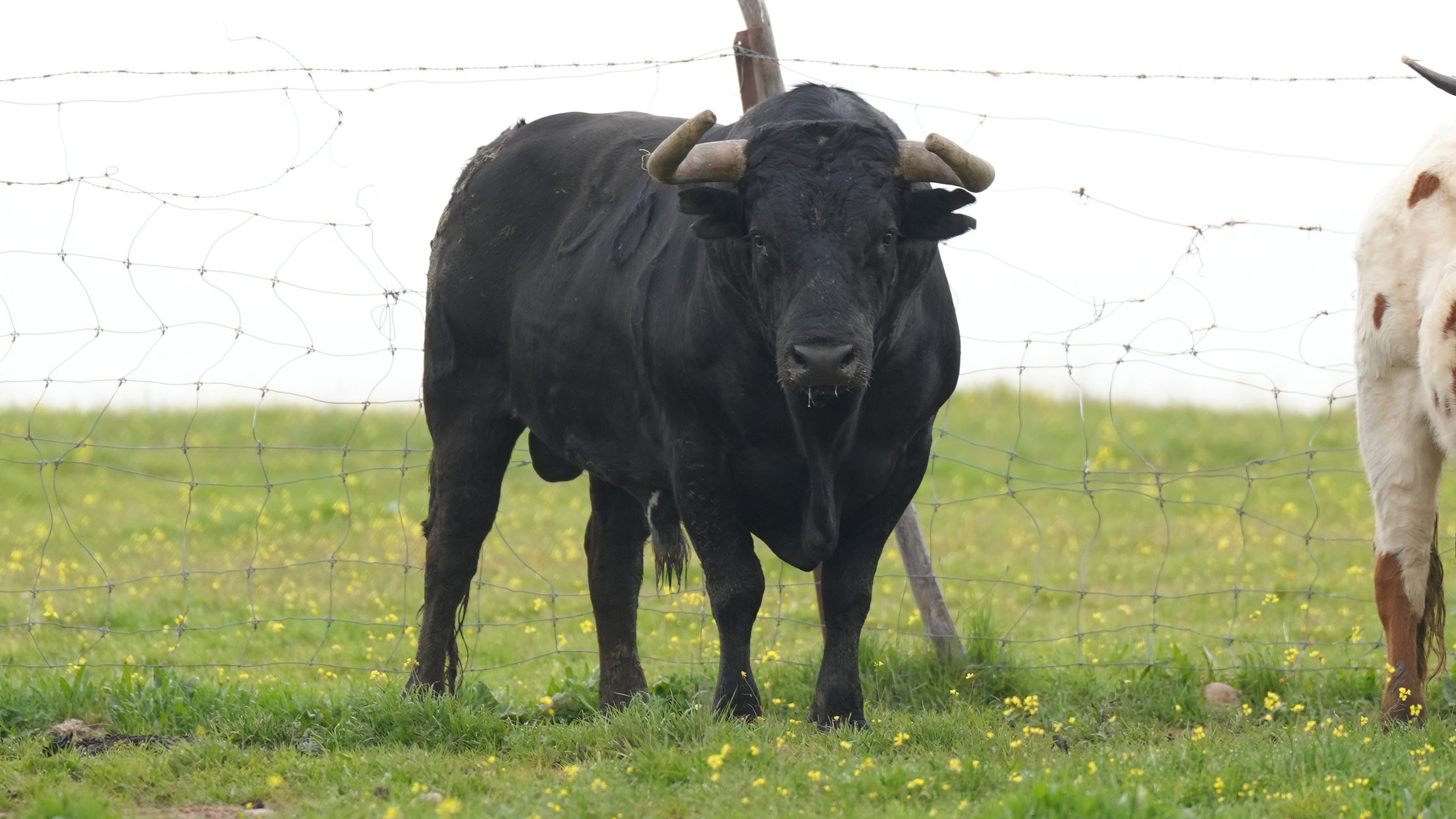 “Decoroso”, el Miura que abrirá la gesta solidaria de Álvaro Lorenzo en Toledo