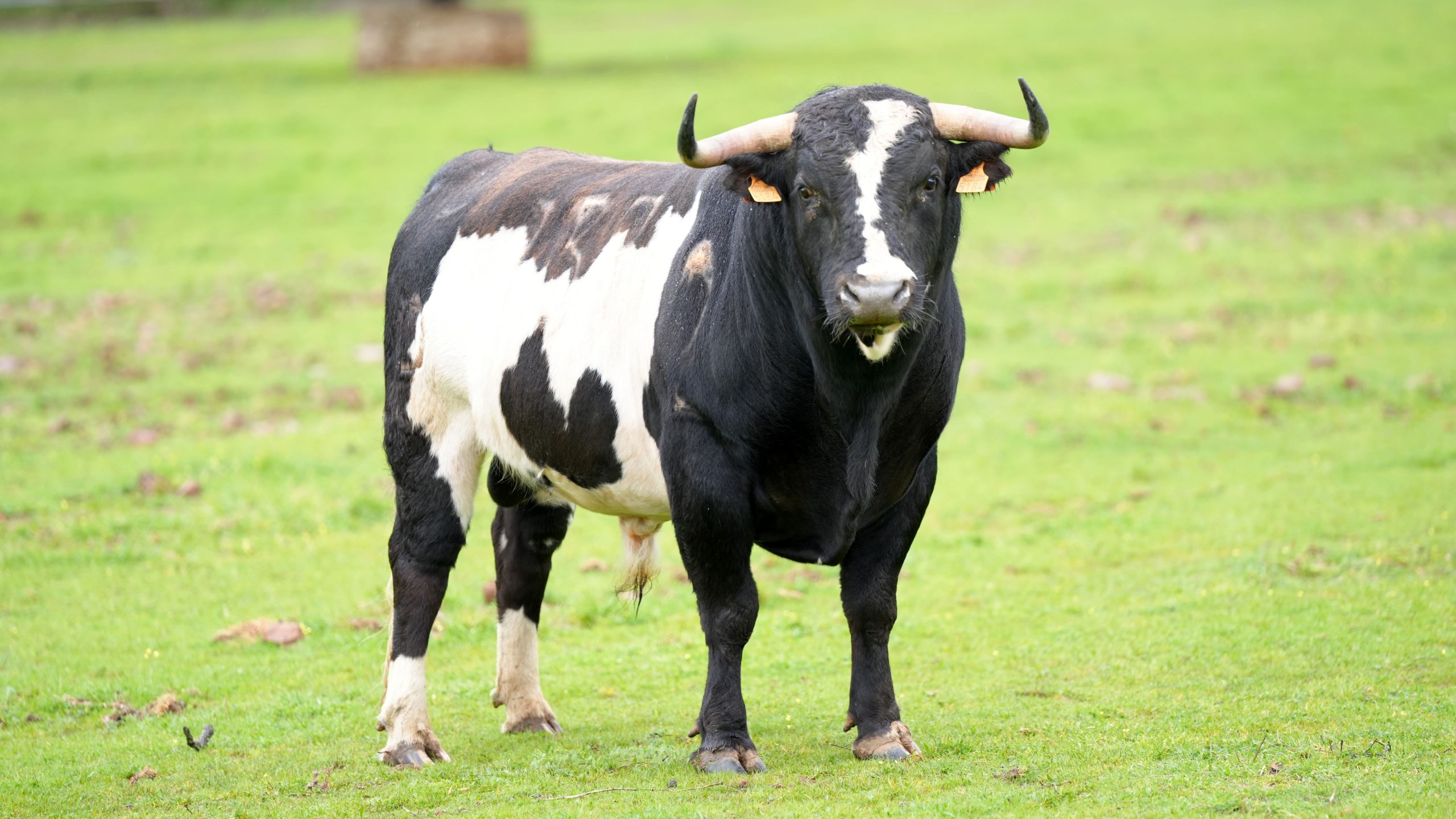 Alcurrucén presenta en el campo los toros para el regreso de los toros a Hellín