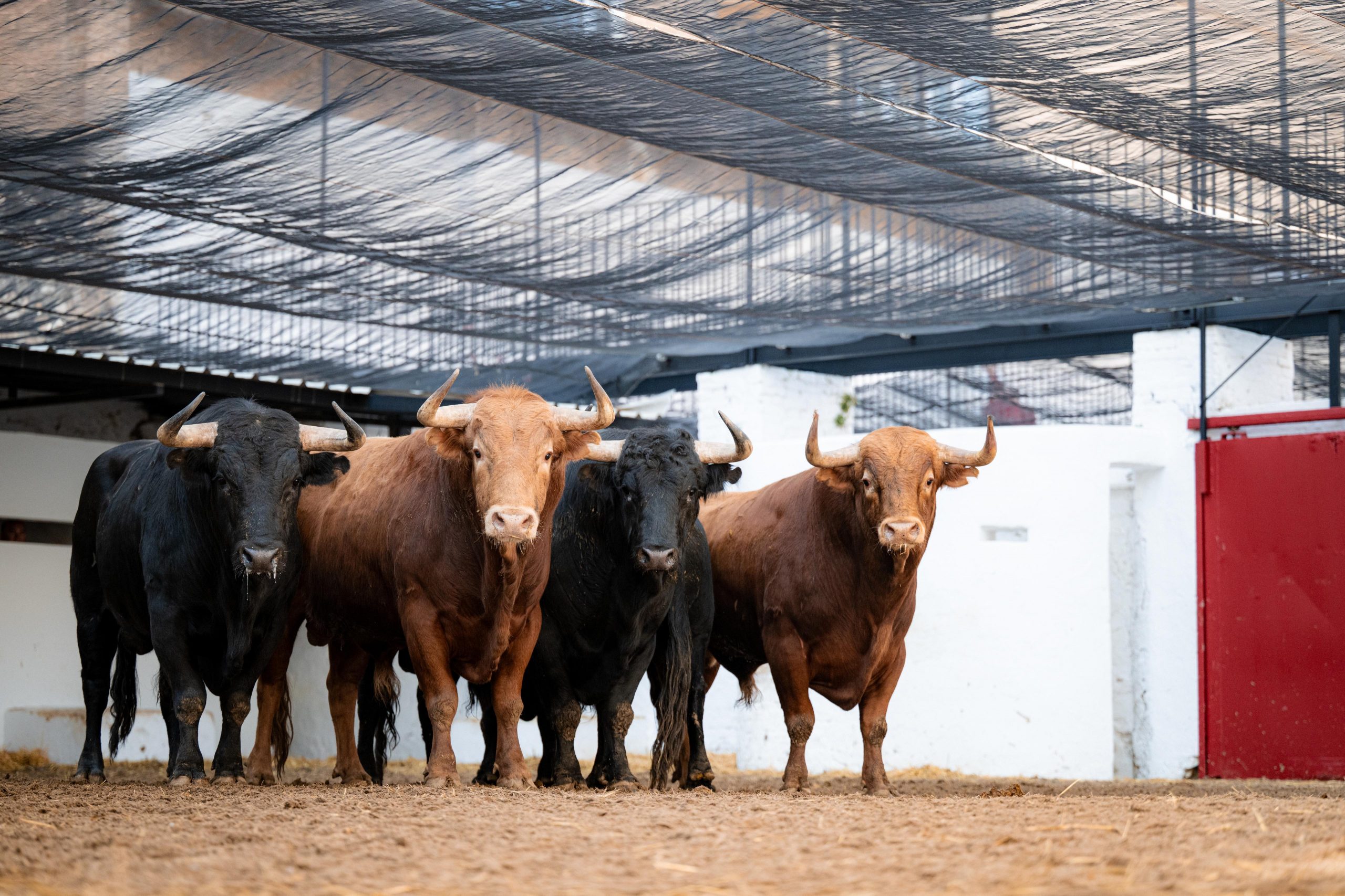 'Azulado' de Domingo Hernández abre el mano a mano en Valencia