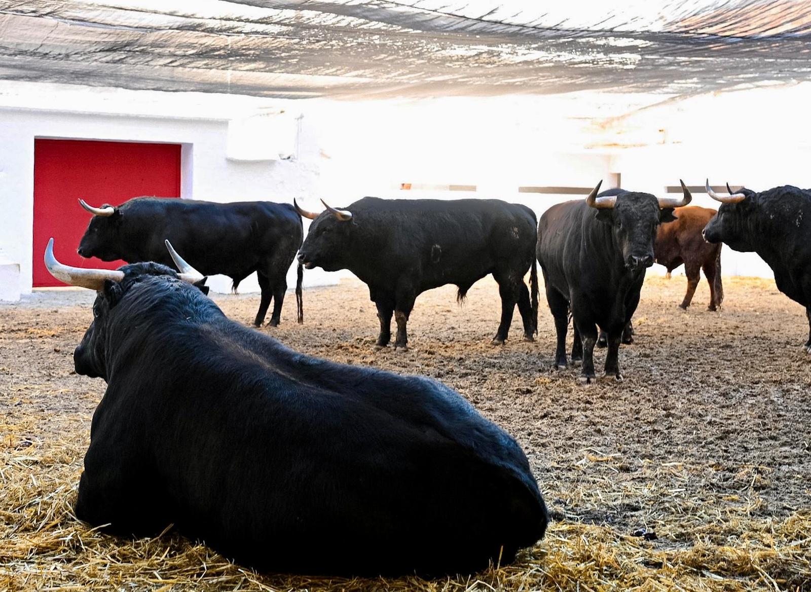 Tres toros de Puerto de San Lorenzo y La Ventana del puerto remiendan la corrida de Jandilla en Valencia