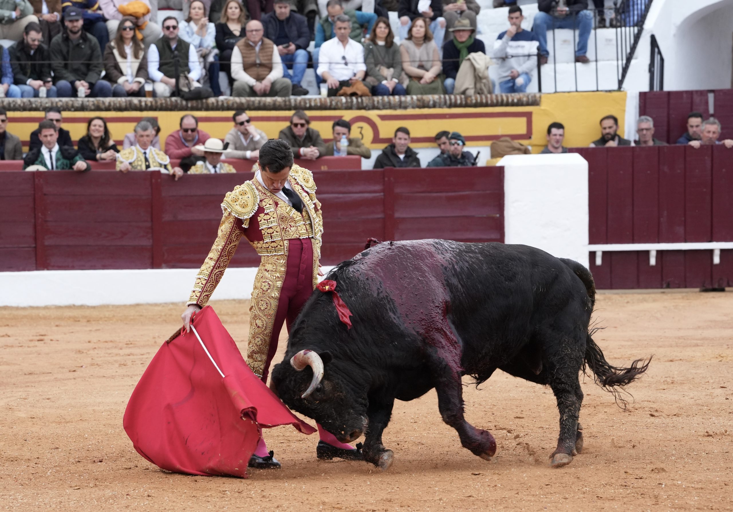 Manzanares y Ortega se llevan los máximos trofeos en una tarde desigual en Olivenza