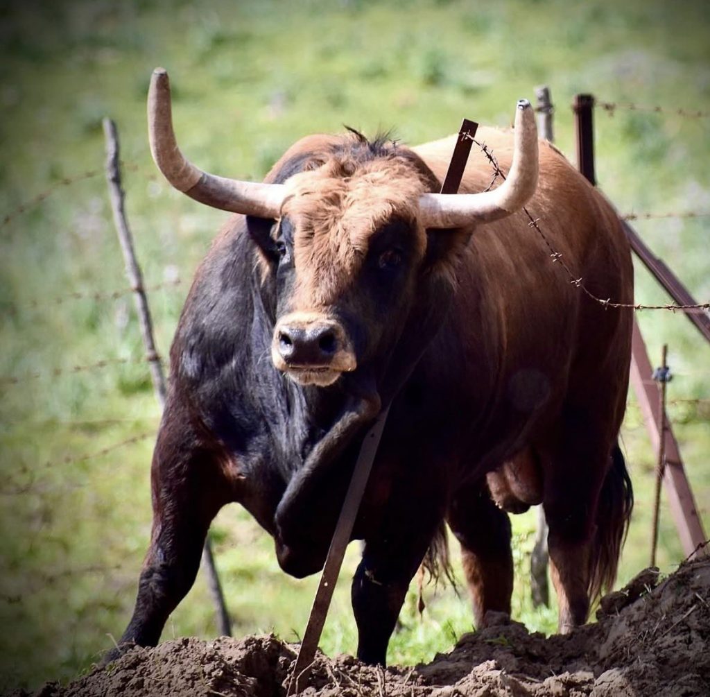 ‘Mirlillo’, tercer toro de La Palmosilla para la Feria del Toro 2026