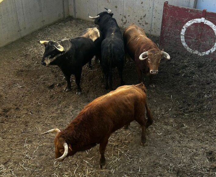 "Impactado" de Román Sorando abre la tarde en Illescas