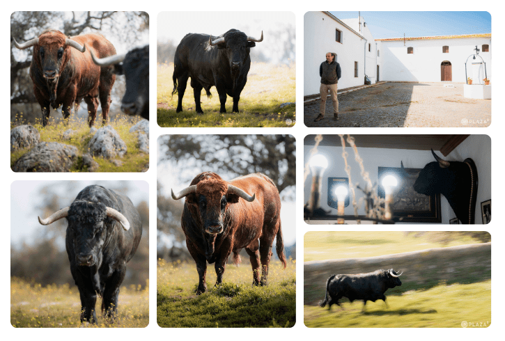 Desde el campo: así son los toros de Cuadri para el 22 de marzo en Las Ventas