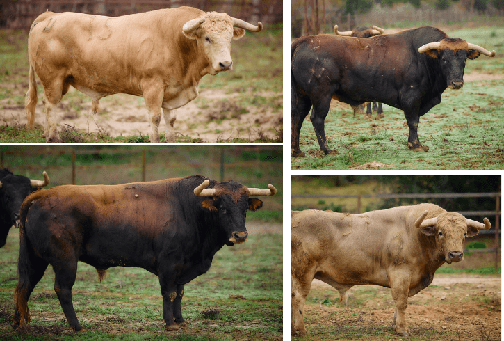 Categoría Torrealta para la Feria de Pascua en Arles