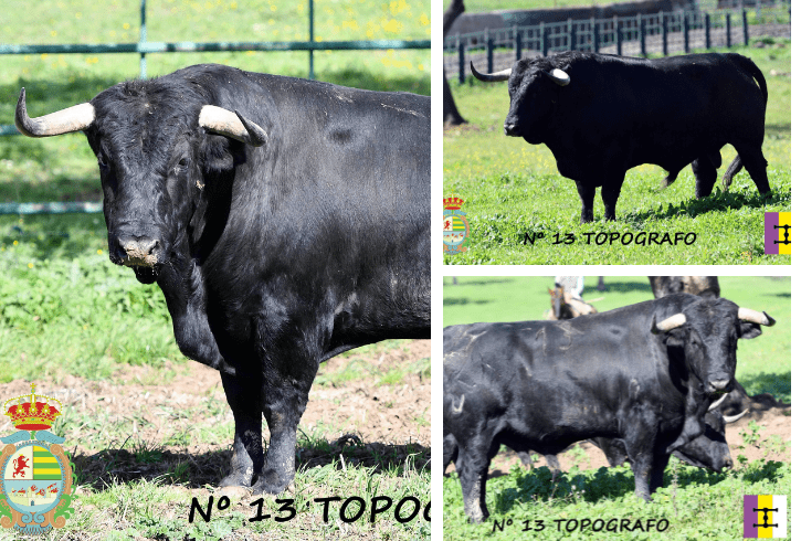 ‘Topógrafo’ cierra el encierro de Cuadri para el sábado en Villaseca