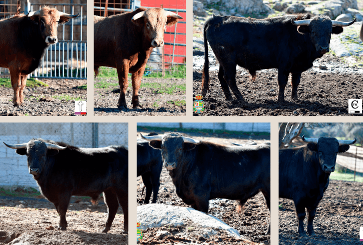 Villaseca abre el XII Alfarero de Plata con novillos de Toros de Castilla y Los Candiles