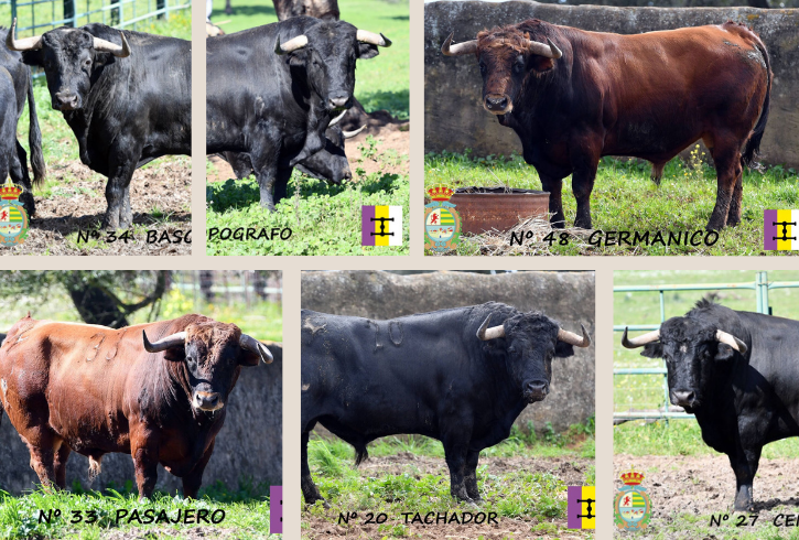 Villaseca de la Sagra: el toreo se hace solidaridad en una tarde por el cáncer infantil