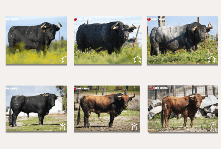 La Copa Chenel arranca en San Agustín del Guadalix con un cartel de ambición y un duelo ganadero de máximo interés