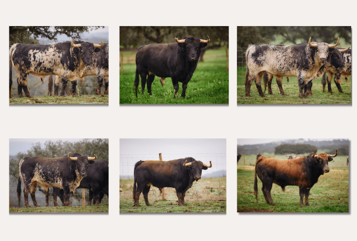 Personalidad y sello ‘Murteira’ para su vuelta a Arlés (Fotos)