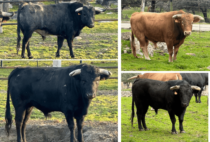 Así son los novillos de Flor de Jara y El Retamar que cierran la fase clasificatoria del Circuito de Madrid