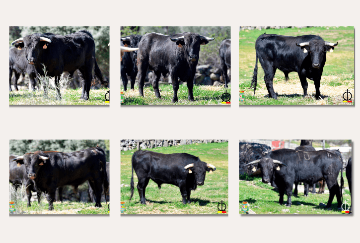 Así son los erales de Los Mimbrales, protagonistas en la segunda clasificatoria del Alfarero de Plata