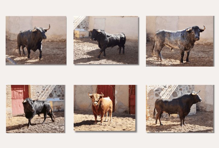 Los toros para la encerrona de Álvaro Lorenzo ya esperan enchiquerados en Toledo