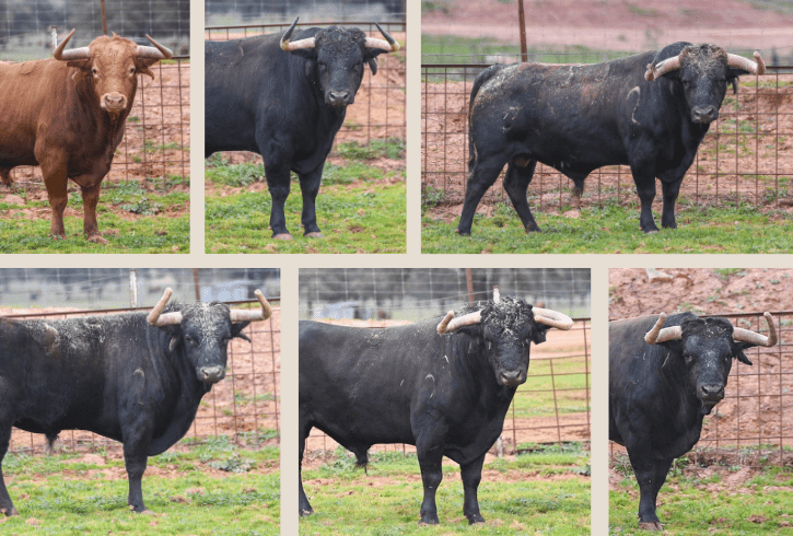 Inca presenta los seis toros del centenario de Samuel Flores