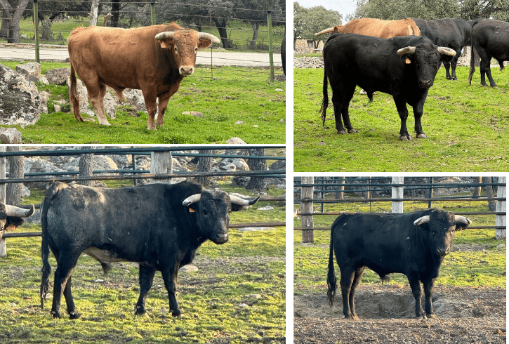 Estos son los novillos de Flor de Jara y El Retamar que abrirán el Circuito de Madrid en San Agustín del Guadalix