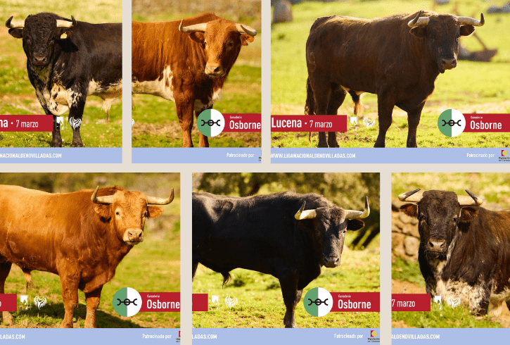 Los novillos de Osborne abren el Circuito de Andalucía en Lucena: “Es una novillada que puede servir perfectamente para Sevilla”
