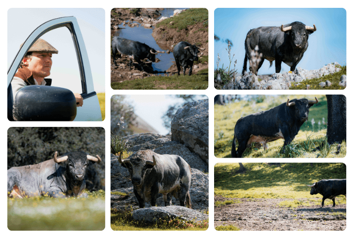 Desde ‘Fuen La Higuera’: los toros de La Quinta que se lidiarán en Valencia