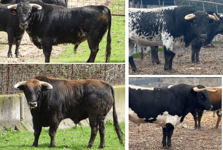 Así son los de Quintas y Guerrero Y Carpintero que abren el Circuito de Madrid 2026 en El Álamo este sábado